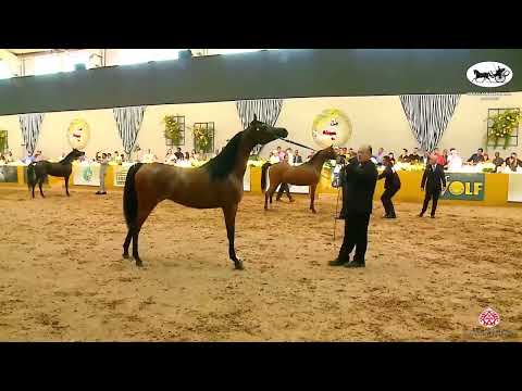 Brazilian National AHS 2022   Young Fillies Championship