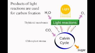 3 09 carbonfixation intro