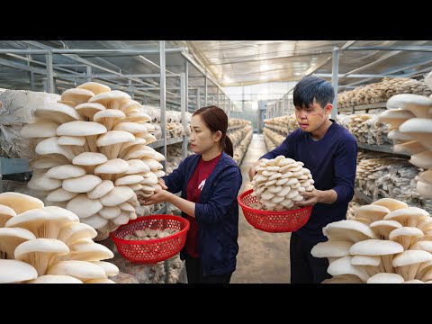 Full Process: Harvesting Giant Coral Mushrooms on a Modern Farm, Cooking Spicy Mushroom Soup