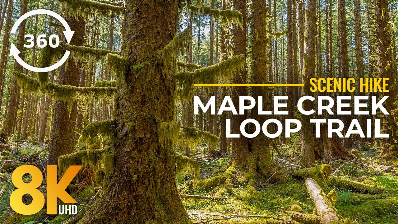 8K Maple Creek Loop Trail - 360˚ Virtual Scenic Hike in Autumn Forest - Fall Colors & Nature Sounds