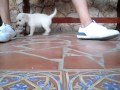 Cute Golden Retriever Puppy