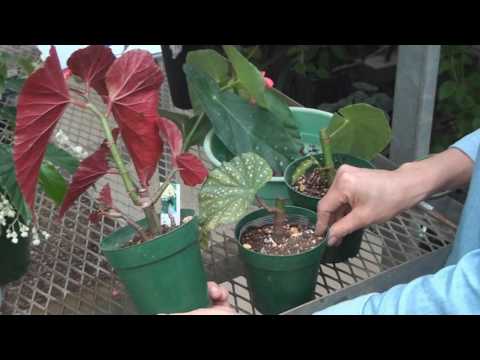 マクラータベゴニアの管理方法は？緑の親指を持っていない人にとって理想的な植物です。  庭園