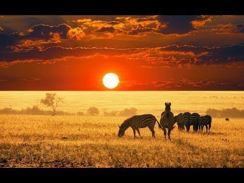 5K African Wildlife Documentary Film   Etosha National Park, Namibia, Africa