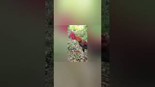 Download lagu kumpulan vidio suara ayam pelung juara kontes mp3 Download lagu kumpulan vidio suara ayam pelung juara kontes mp3