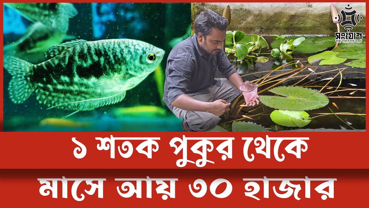 এক শতক জমি থেকে এক বিঘা পুকুরের সমান আয়
