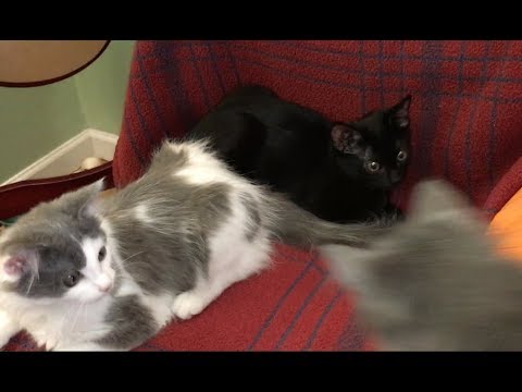 Discipline for a 12 Week Old Kitten - Feral Kitten Socialization