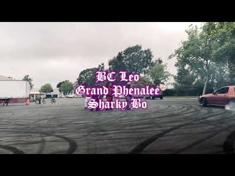 BC Leo x Grand Phenalee x Sharky Bo - Section 408