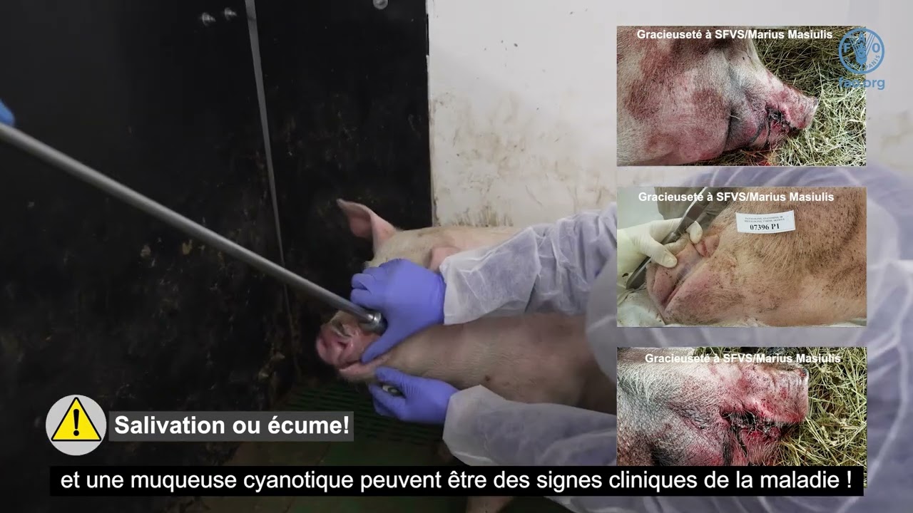 Examen clinique des porcs domestiques vivants en cas de peste porcine africaine