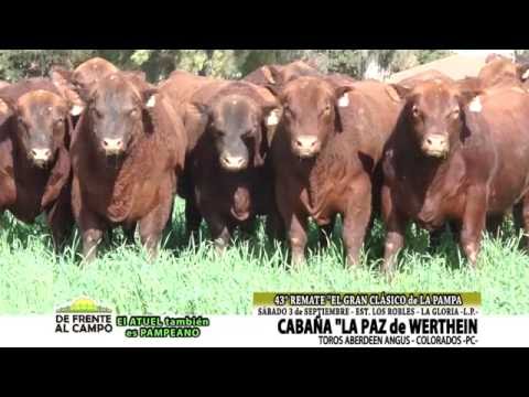DE FRENTE AL CAMPO junto a CABAÑA "LA PAZ" de WERTHEIN -TOROS PC - COLORADOS -