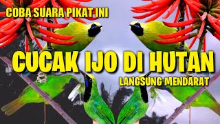 Download lagu Segera Coba ?? Suara Pikat Cucak Ijo Ribut Yang Satu Ini Ga Bakalan Nyesel mp3