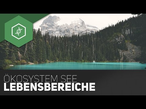 Ökosystem See -  Lebensbereiche