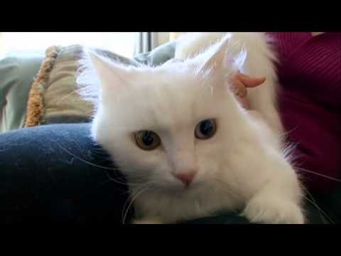 Cats 101  Turkish Angora   Video   Animal Planet
