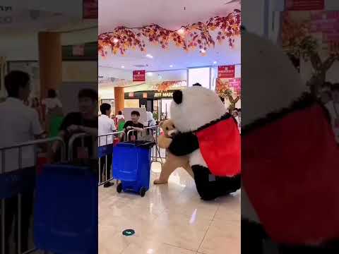 Panda & Bear Fight - Part 1- Funny Video #shorts #funny #comedy