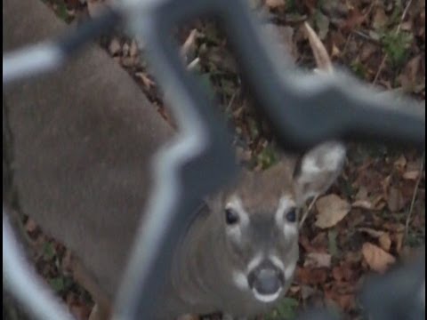 Hunting Beast Camera Arm Review