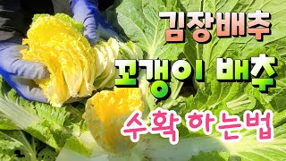 김장배추 속노란 꼬캥이 배추로 맛있게 수확해서 먹는법 꼬캥이 배추는 지금 먹어야 맛짱