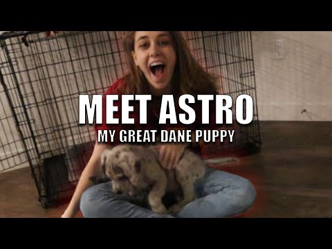 I GOT A PUPPY - MEET ASTRO - MY GREAT DANE