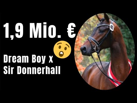 1,9 Mio. Euro Hengst 😱 | Dream Boy x Sir Donnerhall | Westfälische Hauptkörung