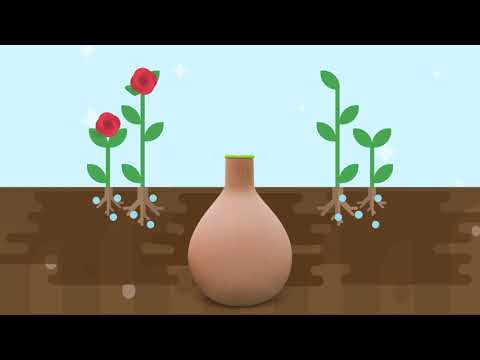 How to water your garden with an Olla