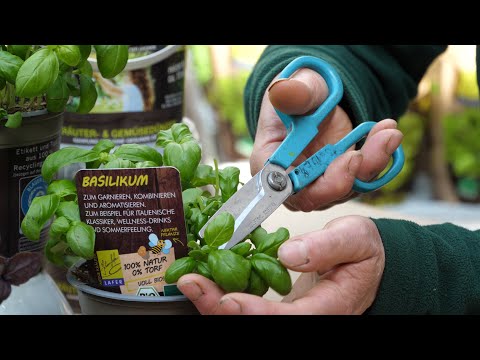 Basilikum - lecker und vielseitig einsetzbar: zu Obst und im Sekt....