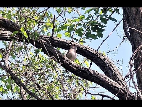 Die Nachtigall singt! The nightingale sings!