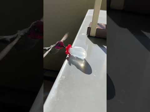 パタゴナ・ギガス 編集:ジョン・グールド