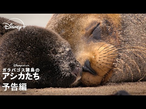 予告編（字幕版）