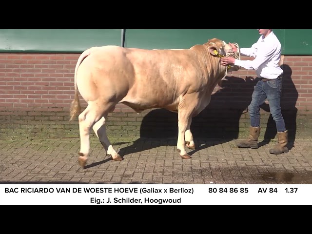 BAC Riciardo vd Woeste Hoeve
