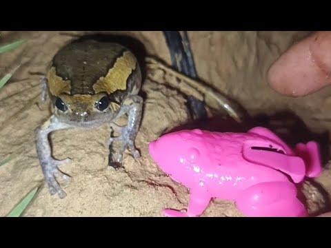 Best funny frogs and toads complications' moments🐸😁#funny #animals @frogsboingfun 