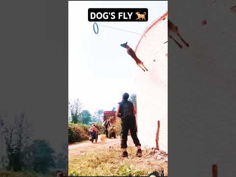 Dogs That Fly _Malinois & Alsatian Dogs Show Their Jumping Agility #shorts #doglover