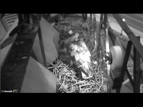 Arthur arrives to give Big Red a break 04-29-18 @Cornell Lab Red-tailed hawks