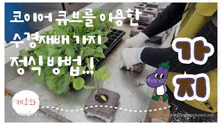 #가지재배 #가지 #스마트팜 코이어큐브를 이용한 수경재배 가지 정식 과정