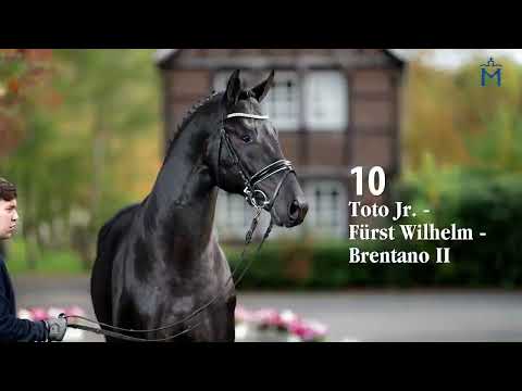 Nr. 10 Premiumhengst/Premium Stallion Toto Jr.