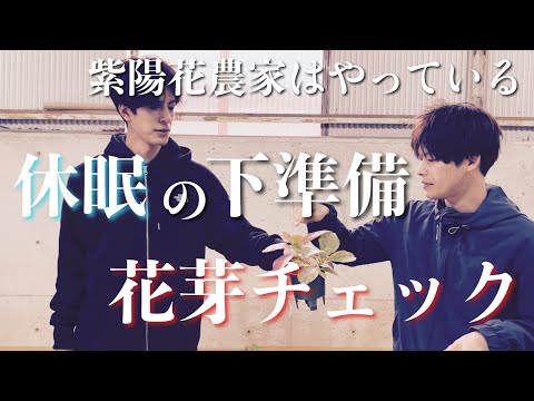 アジサイは無事越冬しました 植物