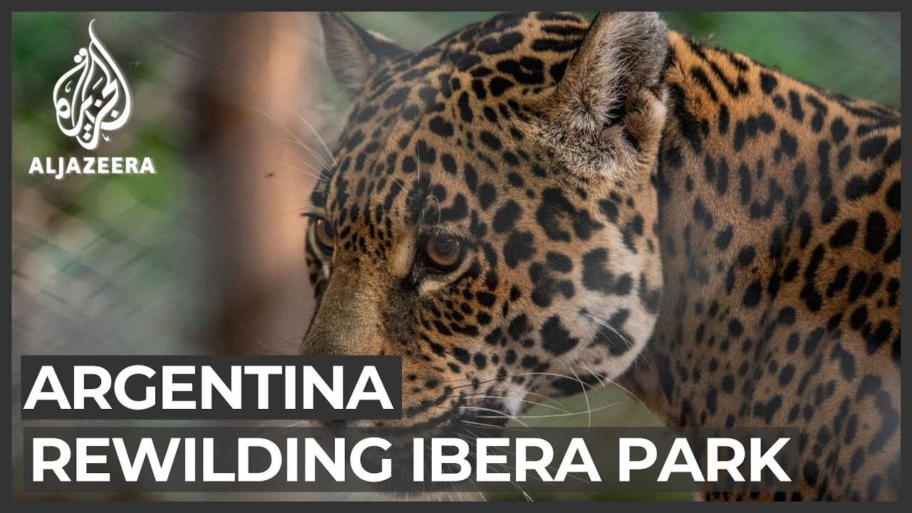 Rewilding Ibera: Efforts made to save Argentina’s wetlands