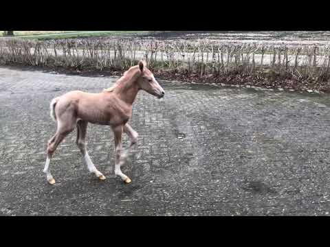 Cicero de Umme v. FS Champion de Luxe x Neptune van de Beekerheide. Hengst, Geb. 9 maart 21
