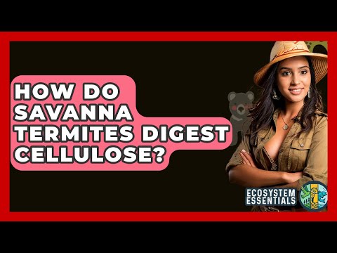 How Do Savanna Termites Digest Cellulose? - Ecosystem Essentials