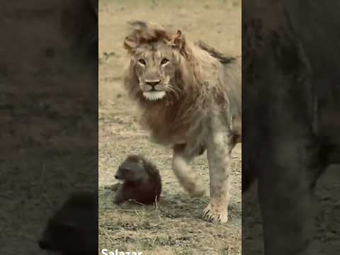 El León Atacando alas Bebes Hienas 🦁