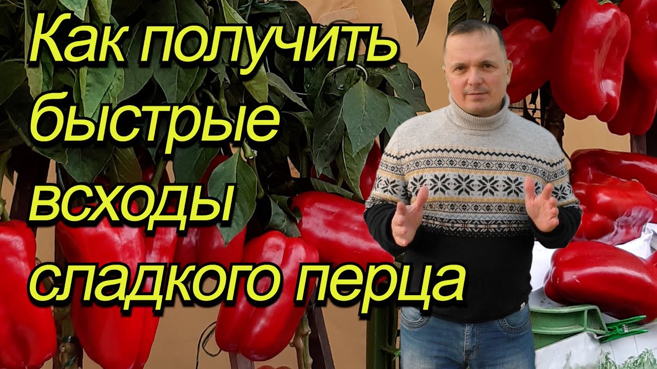 Собрались сеять сладкий перец? Посмотрите это видео до посева!