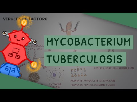 Mycobacterium tuberculosis - TB