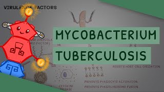 Mycobacterium tuberculosis - TB