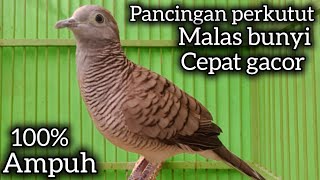 Download lagu PERKUTUT LOKAL GACOR SUARA BESAR RAPAT BIKIN EMOSI LAWAN. mp3 Download lagu PERKUTUT LOKAL GACOR SUARA BESAR RAPAT BIKIN EMOSI LAWAN. mp3