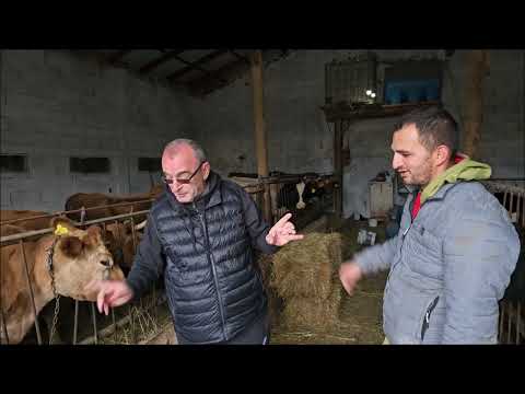 BLEDI ne Perlat, si i mbareshtron 17 lope te races Jersey