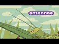 Nick Jr Wild Safari Word Of The Day Antennae