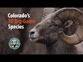 Colorado's Ten Big-Game Species