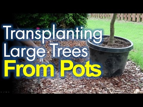 Transplanting Potted Trees Made Easy