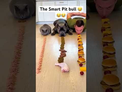 Oh my God 💔💔 The smart pit bull 💔💔💔😂😂😂😂 #funny #pitbull #wildlife #animals