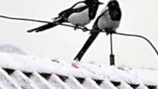 2 Birds Music Video