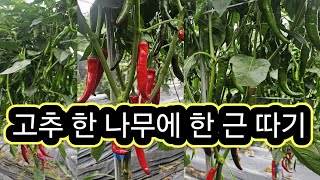 고추 한나무에 한 근 따는 방법.