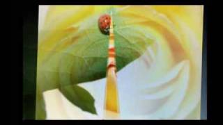 Edenbridge - Vampire Lady Viny