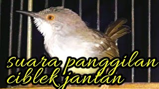 Download lagu suara panggilan ciblek jantan memanggil ciblek betina | burung ciblek. mp3 Download lagu suara panggilan ciblek jantan memanggil ciblek betina | burung ciblek. mp3